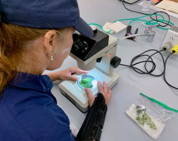 A person wearing a blue shirt and cap looks through a microscope at a disease-affected plant.