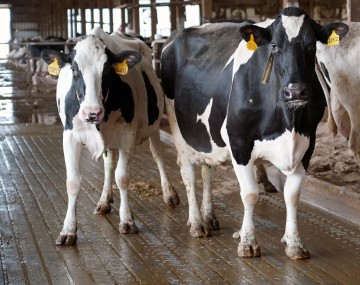 two cows stand in the aisle of a dairy barn