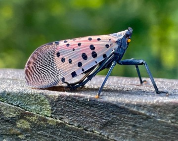 A spotted lanternfly as seen close-up from the side, sitting with wings folded on a wooden railing.