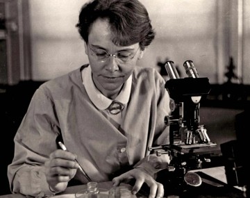 Barbara McClintock at her microscope
