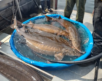 multiple fish in a kiddy pool