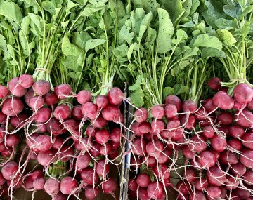 radishes