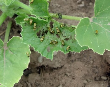 About 20 striped cucumber beetles aggregate on the emerging leaf of a young cucurbit plant. Their damage to the leaf is visible. 