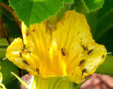 About 10 striped cucumber beetles forage and feed on an open cucurbit flower. 
