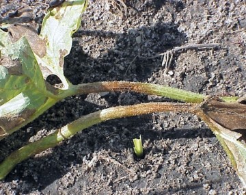 Brown, slightly shriveled stems and brown blotches on two cucurbit leaves resting on the soil. 
