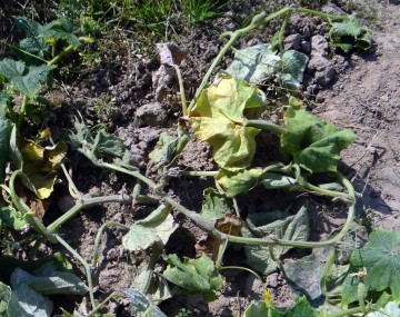 A fully wilted, collapsed and yellowing cucurbit vine. 