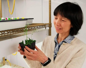 jian hua with arabadopsis