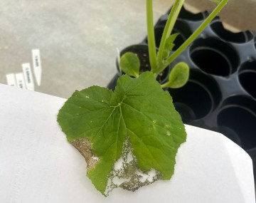 A squash leaf showing striped cucumber beetle damage.