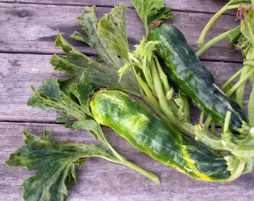 Yellow and light green mottling, as well as some bumpy warping, on two zucchini fruit. 