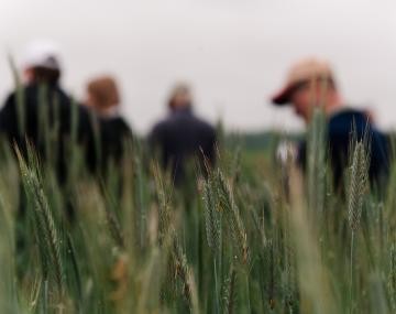 grain heads field day