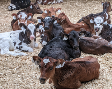 A group of about 11 cows of several colors lying on wood chip bedding, several are staring at the camera