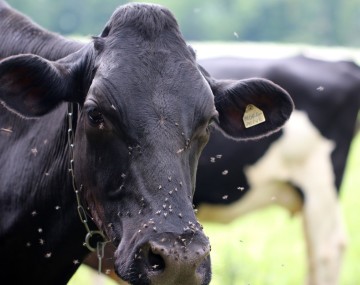A black cow faces the camera with only its head in view, its face covered in flies with several more flying around nearby.
