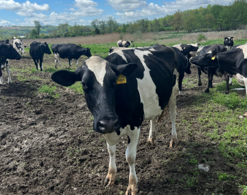 A black and white Jersey cow standing in a muddy pasture stares at the camera while several others mill around in the background.