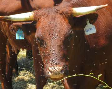 A brown bull stares at the camera from 10 feet away, its face covered with flies.
