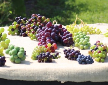 USDA grapes