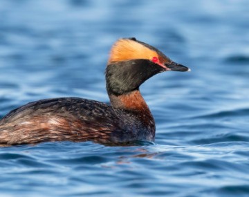 A horned grebe floating in water
