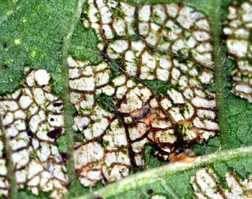 MBB damage to the underside of a green bean leaf. The leaf is dried up and has a white color where the MBB has been feeding on it.