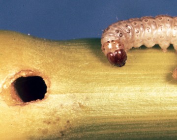 A tan European Corn Borer with a dark brown head capsule sits on a hemp stalk next to an exit hole that it bored.