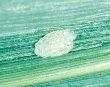 Mass of small white insect eggs overlapping on a corn leaf. 