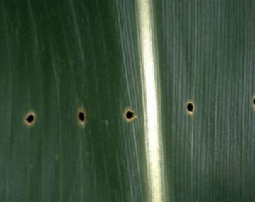 Row of 6 holes in a corn leaf from insect damage. 