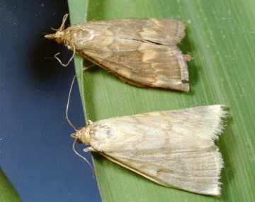 One light brown and one dark brown moth sitting adjacent to one another on a plant leaf. 