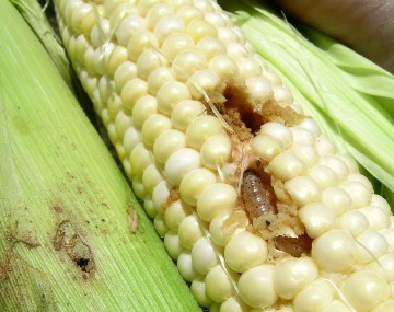 Brown larvae boring into a shucked ear of sweet corn. 