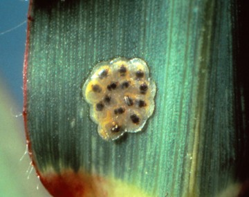 Mass of amber colored insect eggs with black centers overlapping on a corn leaf. 