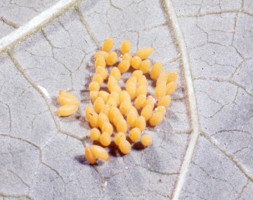 MBB eggs on the underside of a leaf. There is a cluster of yellow, oval shaped eggs laid together next to the leaf vein. 