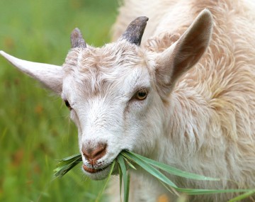 a goat eats grasses in a field