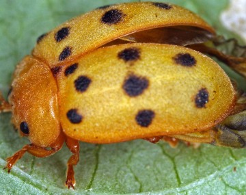 Adult MBB resting on a leaf. The beetle has its elytra partially spread open, with its wings exposed on its back. The beetle has a yellow body with black spots on its back. 