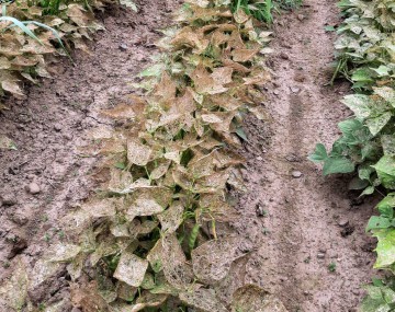 Farmed field with rows of bean plants. Many of the rows have plants with brown, lacy leaves from evident MBB infestation. 