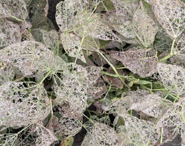 Group of bean plants with brown damaged leaves. The leaves have a lace-like appearance from excessive feeding from the MBB. 