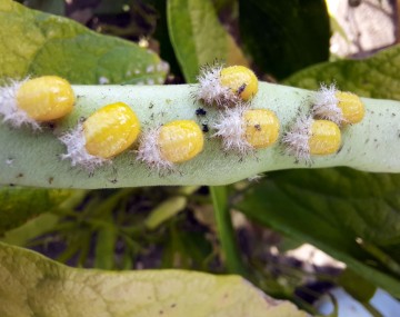 There are 7 MBB pupae resting on a dry green bean. The pupae have a yellowish-orange color and are attached to the bean by the old larval skin, which is dried up and white. 