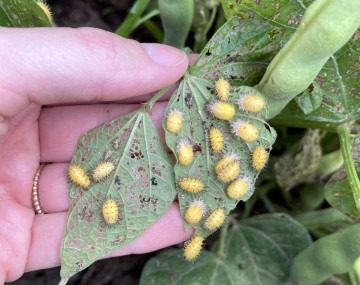 Hand holding up two leaves covered with MBB pupae. There are 17 pupae in the picture, and the bean plant they are attached to has evident damage and lacing from MBB. 