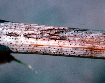 Bleached dormant lignified grape cane with speckled black fungal bodies. 