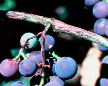 Grape cluster with adjacent pedicels and rachis covered with black speckled fungal lesions.