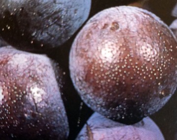 Ripe grape berry infected with black fungal bodies on berry skin giving a rough texture. 