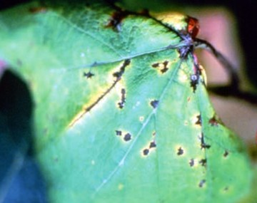 Close up of black and yellow fungal lesions on mature green grape leaves.