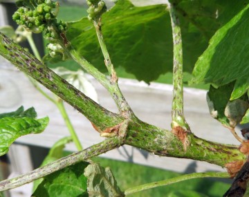 Green grape shoot, rachis, petioles, and prebloom inflorescence with black speckled lesions 