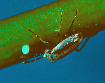 A big-eyed bug nymph about the size of a pencil eraser preying on a pin-sized white corn earworm egg. The nymph has an iridescent green body, with black appendages and large, brown eyes. 