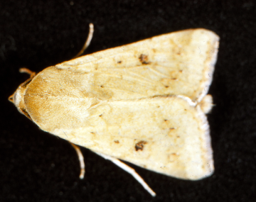 Yellowish-brown CEW moth with its wings folded flat at rest. There is a dark brown spot on the center of each of the moth’s wings, with a lighter yellowish-brown color towards the front and back of each wing. The wingspan of the adult is about the length of a house key, but at rest the moth is a fraction of that size. 