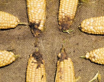 8 yellow ears of corn arranged in a circle. They all have evidence of brown, dried-up, damaged tips from CEW feeding. 