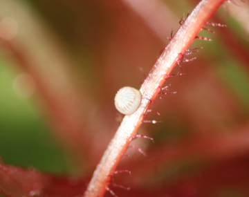 Pin-head-sized white, round CEW egg on a silk of corn.