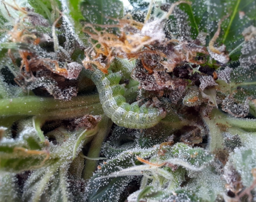 Damaged hemp plant with brown, partially-eaten leaves from CEW feeding. There is a single green CEW larva in the center of the plant feeding on the buds of the hemp. 