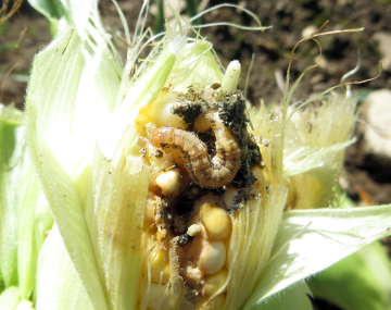 Brown CEW larva that is about the length of a quarter and black fecal matter on the tip of a yellow ear of corn. The fecal matter has a coarse, sandy texture to it and it surrounds the larva. 