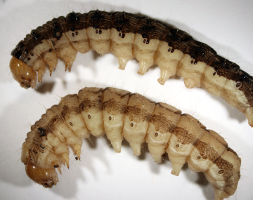 Two CEW larvae laid on their side next to one another. The bottom one has a light brown back, while the top one has a dark brown back. Both have a tan-colored head and small spines about the width of a strand of hair running along both sides of their back.
