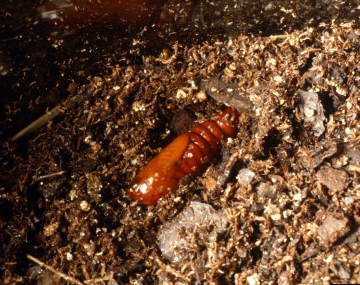 Rust-colored CEW pupa about the length of a postage stamp that is partially buried in brown soil. The pupa has a smooth, rigid appearance on its surface.  The soil around the pupa is loose with organic matter, making it a viable site for CEW pupation. 