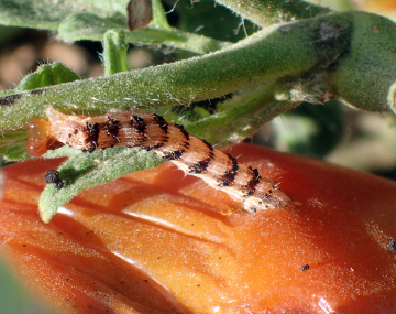 Tan CEW larva with black stripes leaning over from a tomato vine to enter a tomato about the size of a baseball. The head of the larva is under the tomato’s skin, feeding on the fruit.
