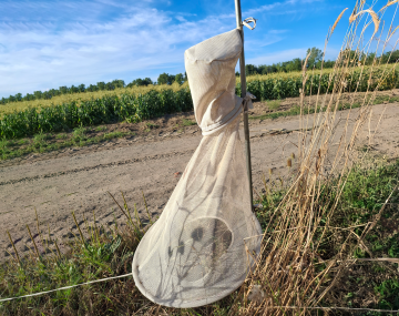 Heliothis trap being used to trap CEW moths next to a corn field. The trap is made of white netting, with a cone-shaped base with a cylindrical top. There is a hole in the bottom of the base for moths to enter, and they are collected in the top. The trap is raised above the ground on a pole, and it is placed in a barren part of the field. 