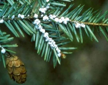 Hemlock Woolly Adelgid, Image by CT Ag. Experiment Station Archive, Bugwood.org.